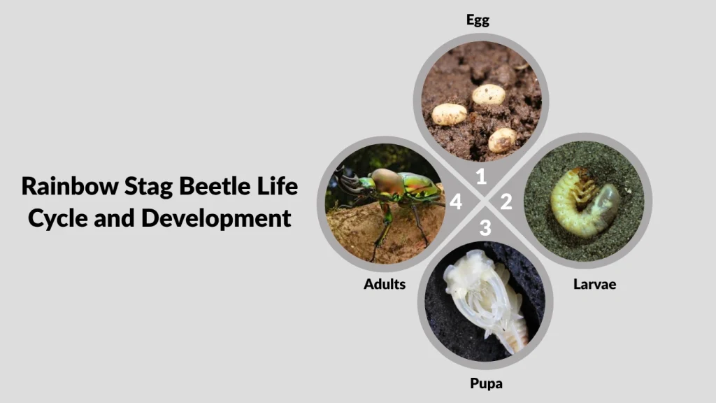 Rainbow Stag Beetle Life Cycle and Development