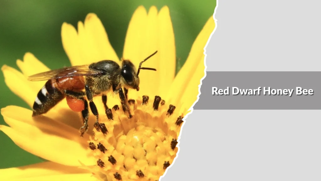 Red Dwarf Honey Bee