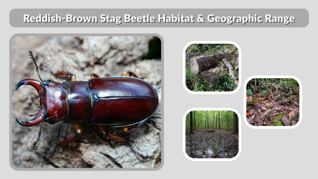 Reddish-Brown Stag Beetle Habitat & Geographic Range