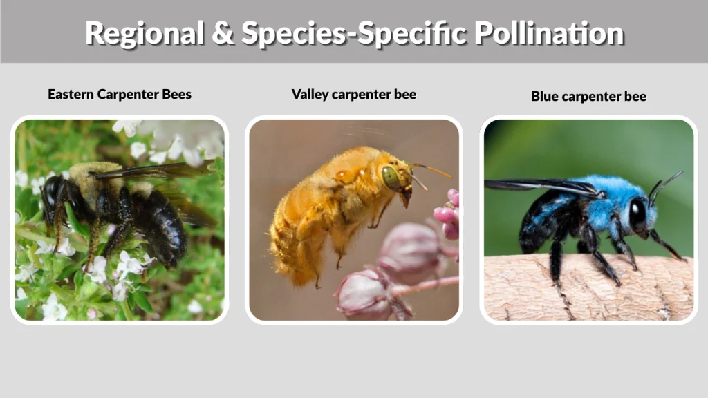 Regional & Species-Specific Pollination