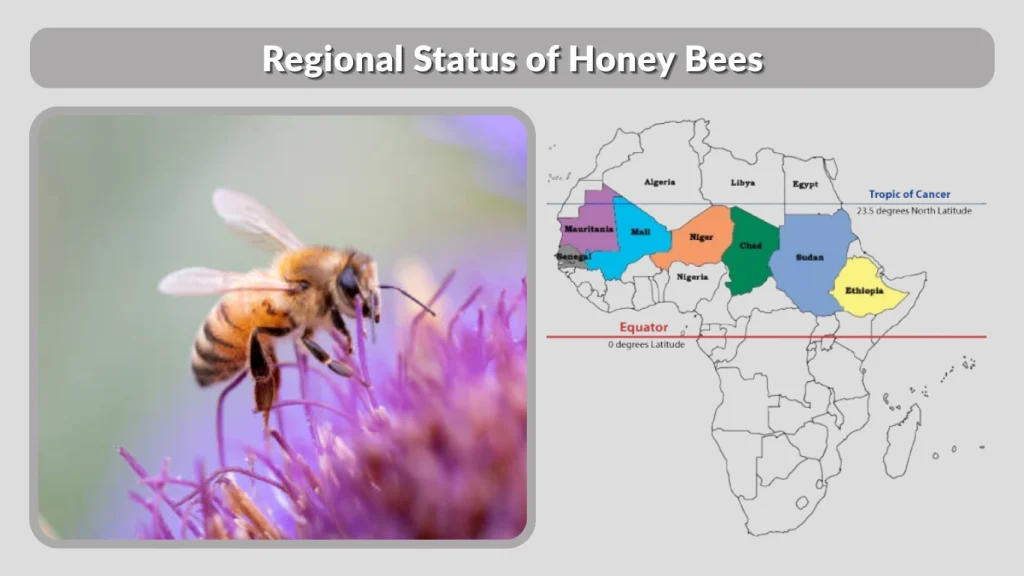 Regional Status of Honey Bees