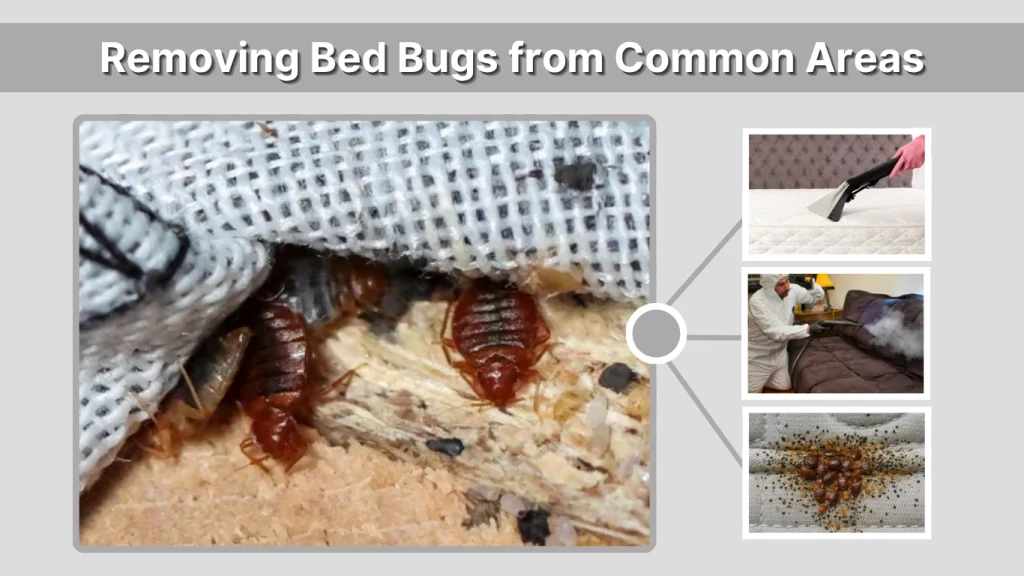Removing Bed Bugs from Common Areas