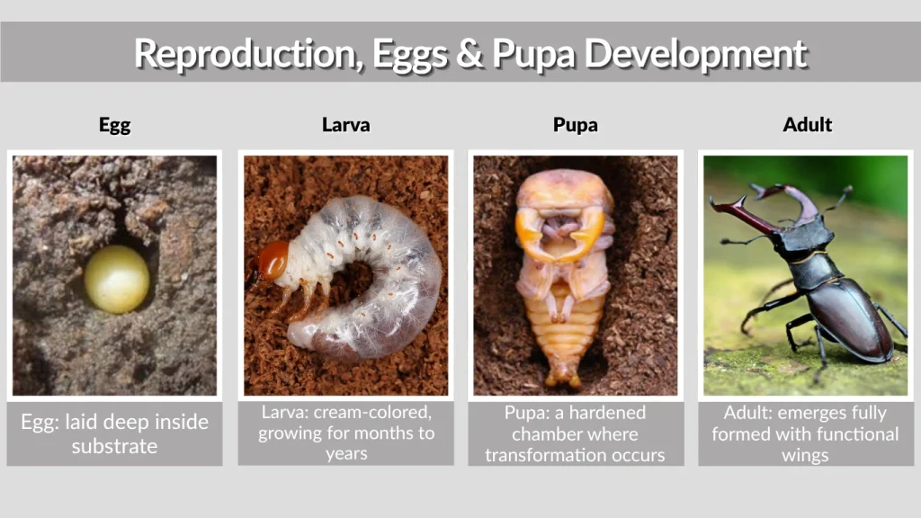 Reproduction, Eggs & Pupa Development