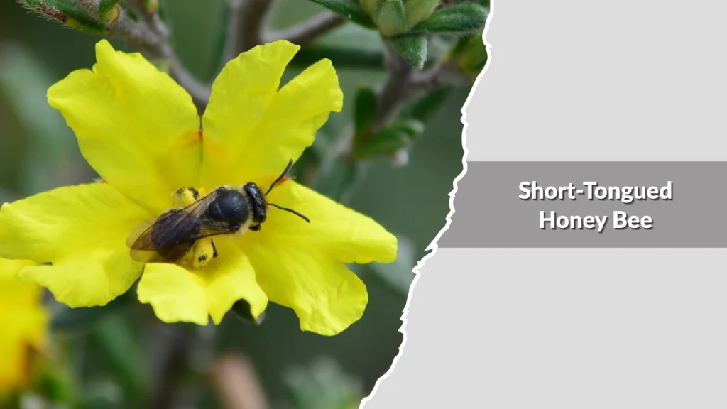 Short-Tongued Honey Bee