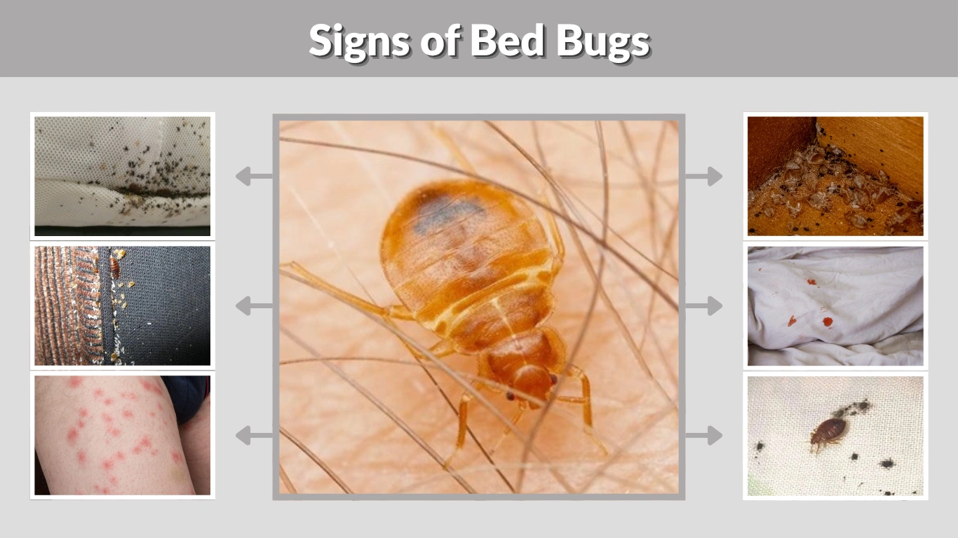 Signs of Bed Bugs Early Detection, Symptoms, and Inspection Guide