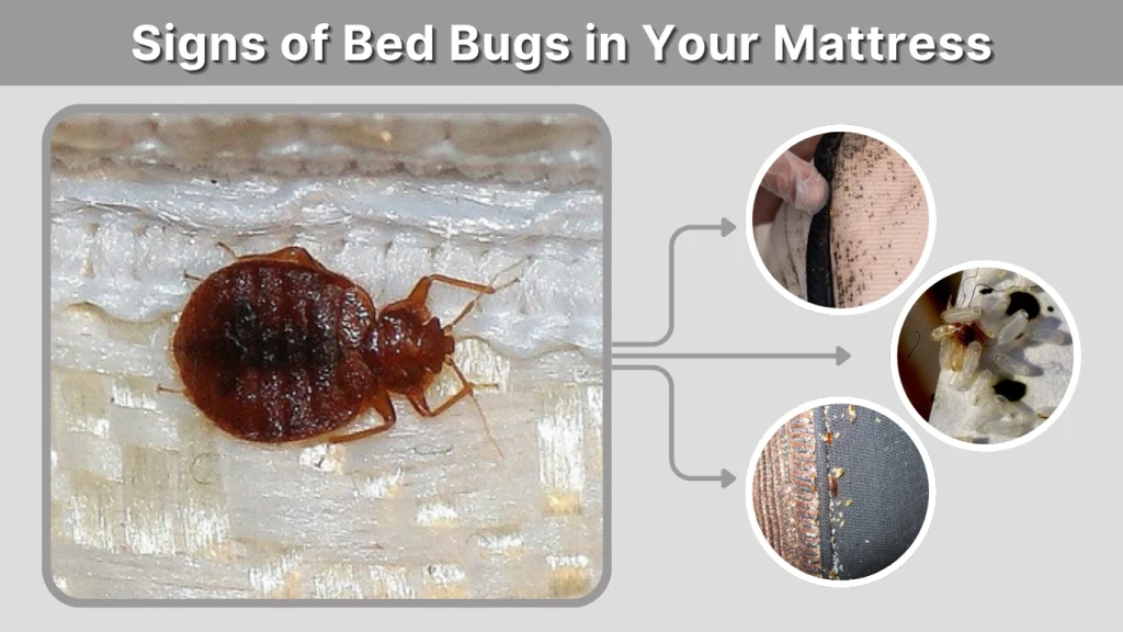 Signs of Bed Bugs in Your Mattress