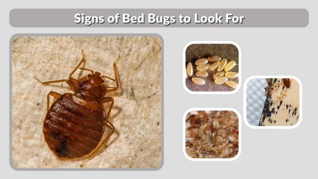 Signs of Bed Bugs to Look For