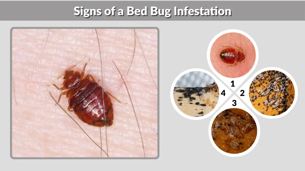 Signs of a Bed Bug Infestation