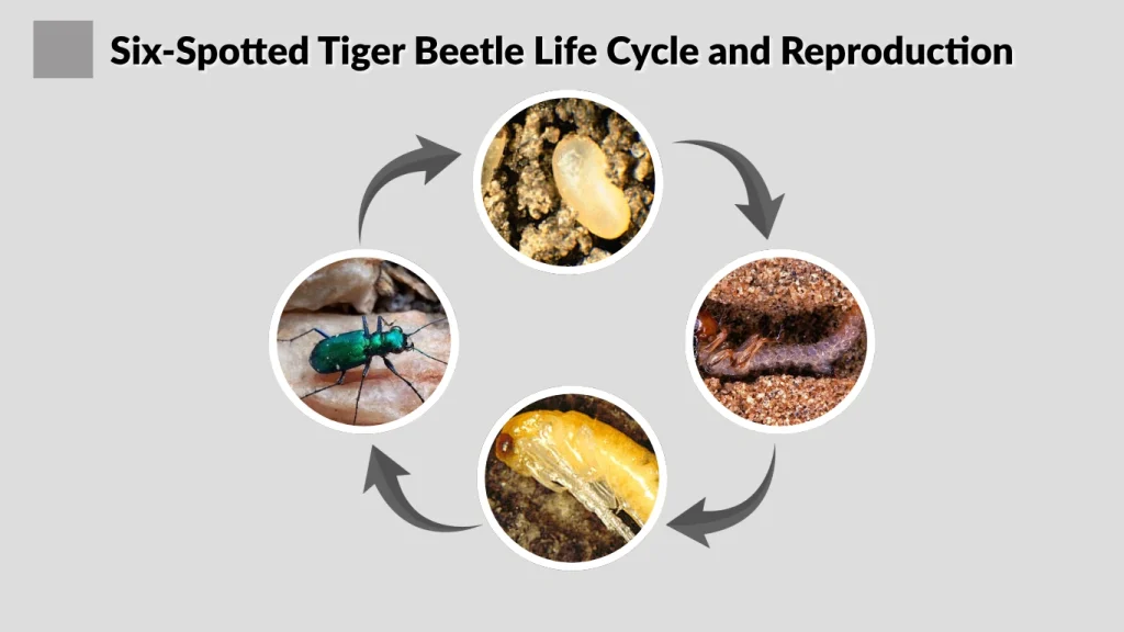 Six-Spotted Tiger Beetle Life Cycle and Reproduction