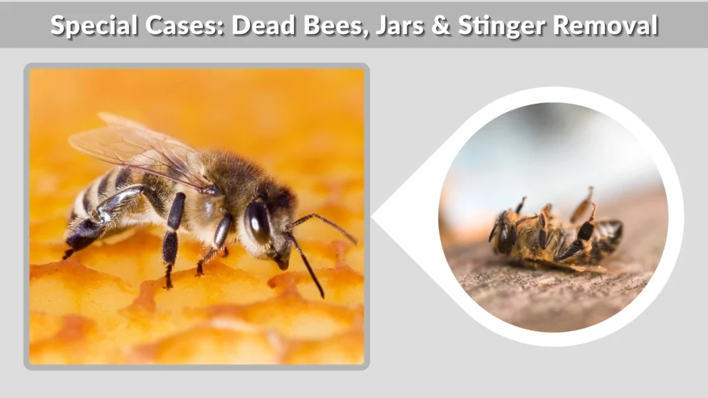 Special Cases Dead Bees, Jars & Stinger Removal