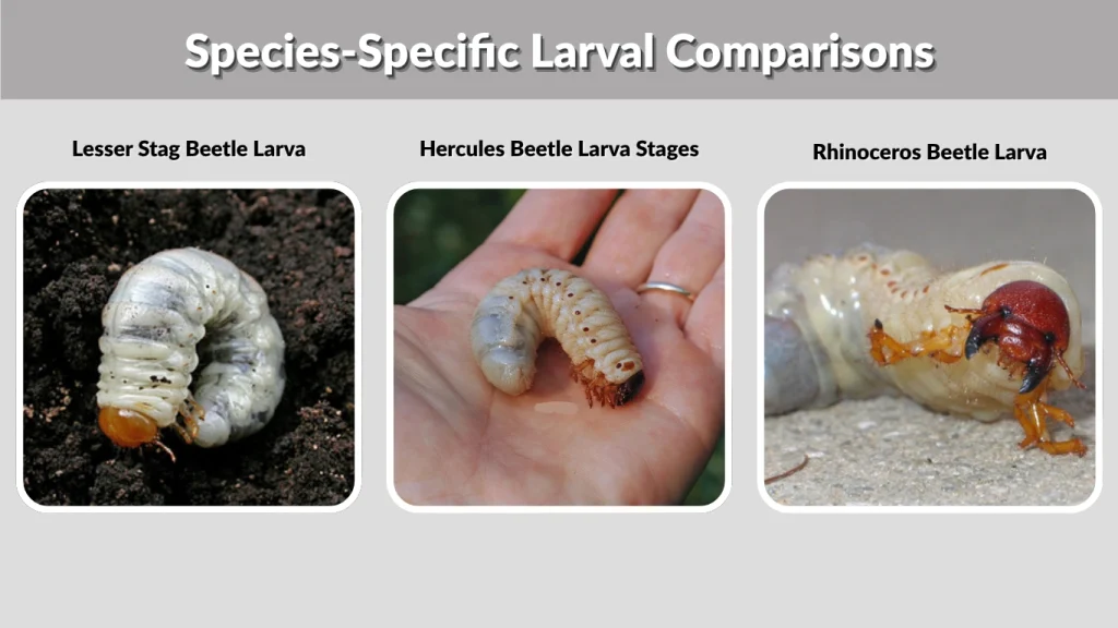 Species-Specific Larval Comparisons