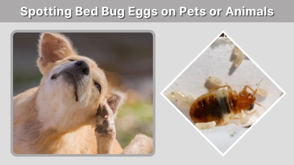 Spotting Bed Bug Eggs on Pets or Animals