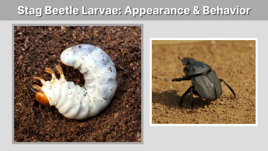 Stag Beetle Larvae Appearance & Behavior