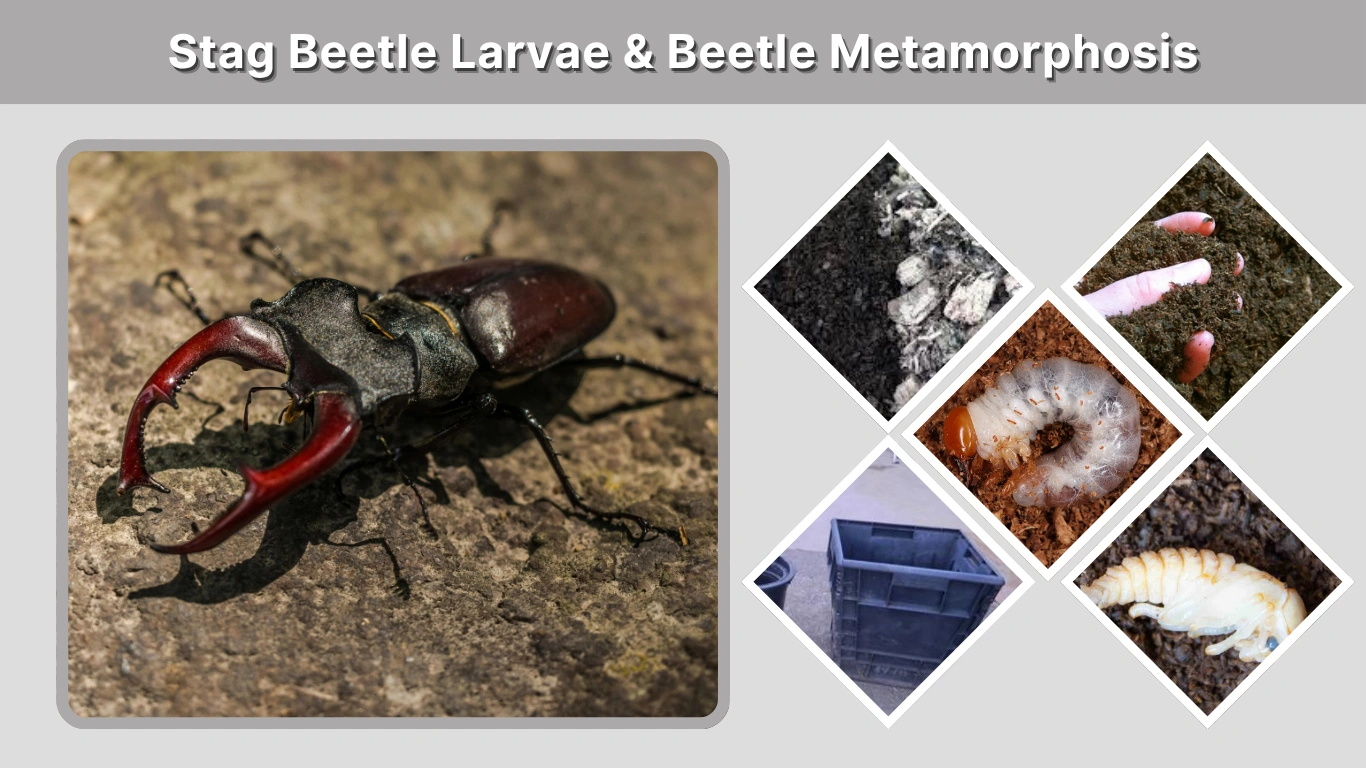 Stag Beetle Larvae & Beetle Metamorphosis