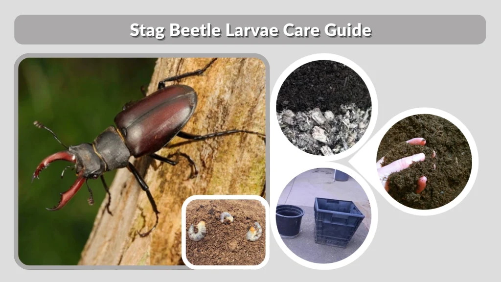 Stag Beetle Larvae Care Guide