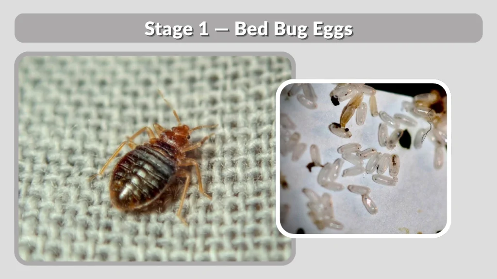 Stage 1 — Bed Bug Eggs