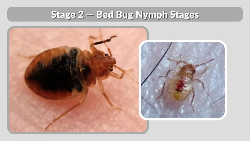 Stage 2 — Bed Bug Nymph Stages