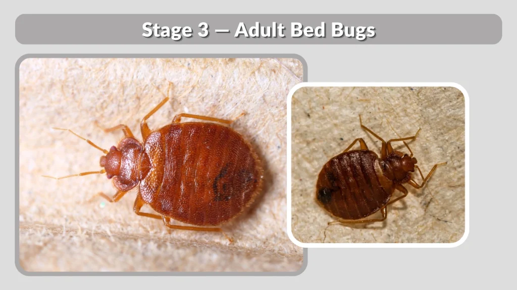 Stage 3 — Adult Bed Bugs