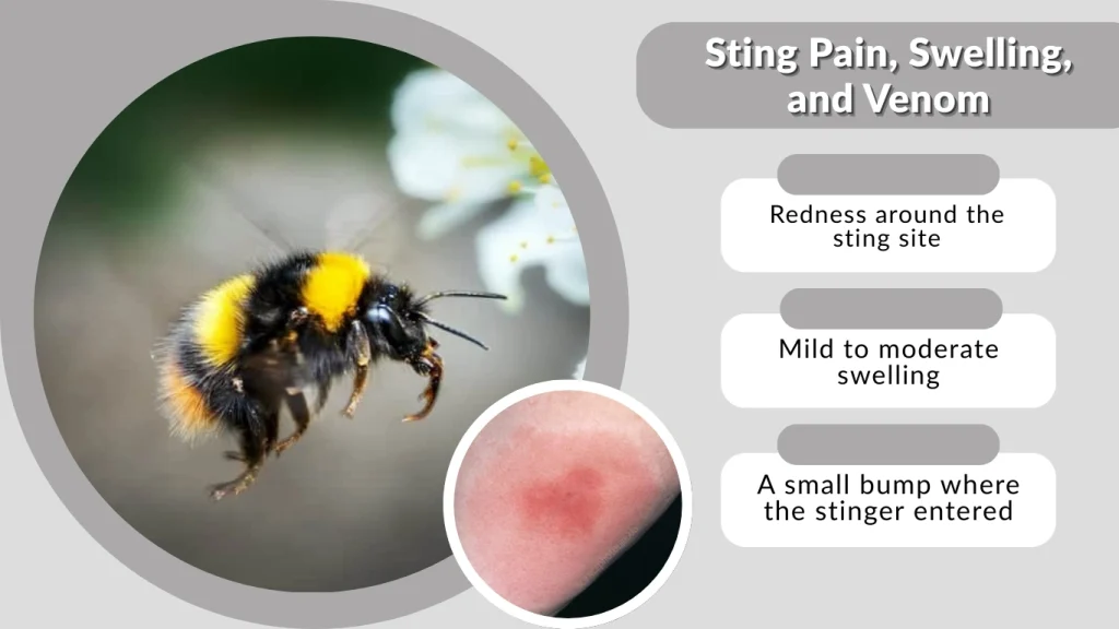 Sting Pain, Swelling, and Venom