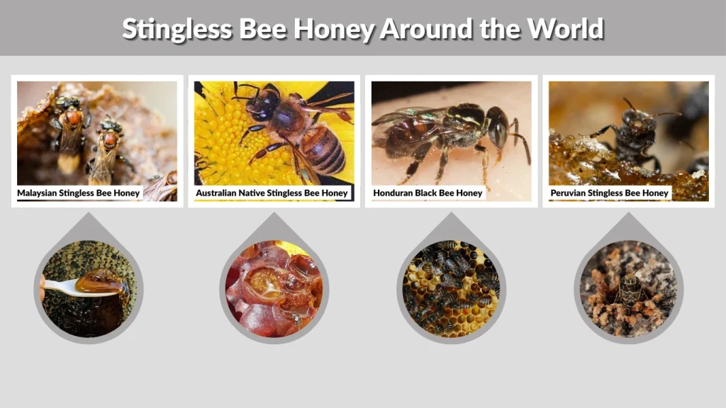 Stingless Bee Honey Around the World