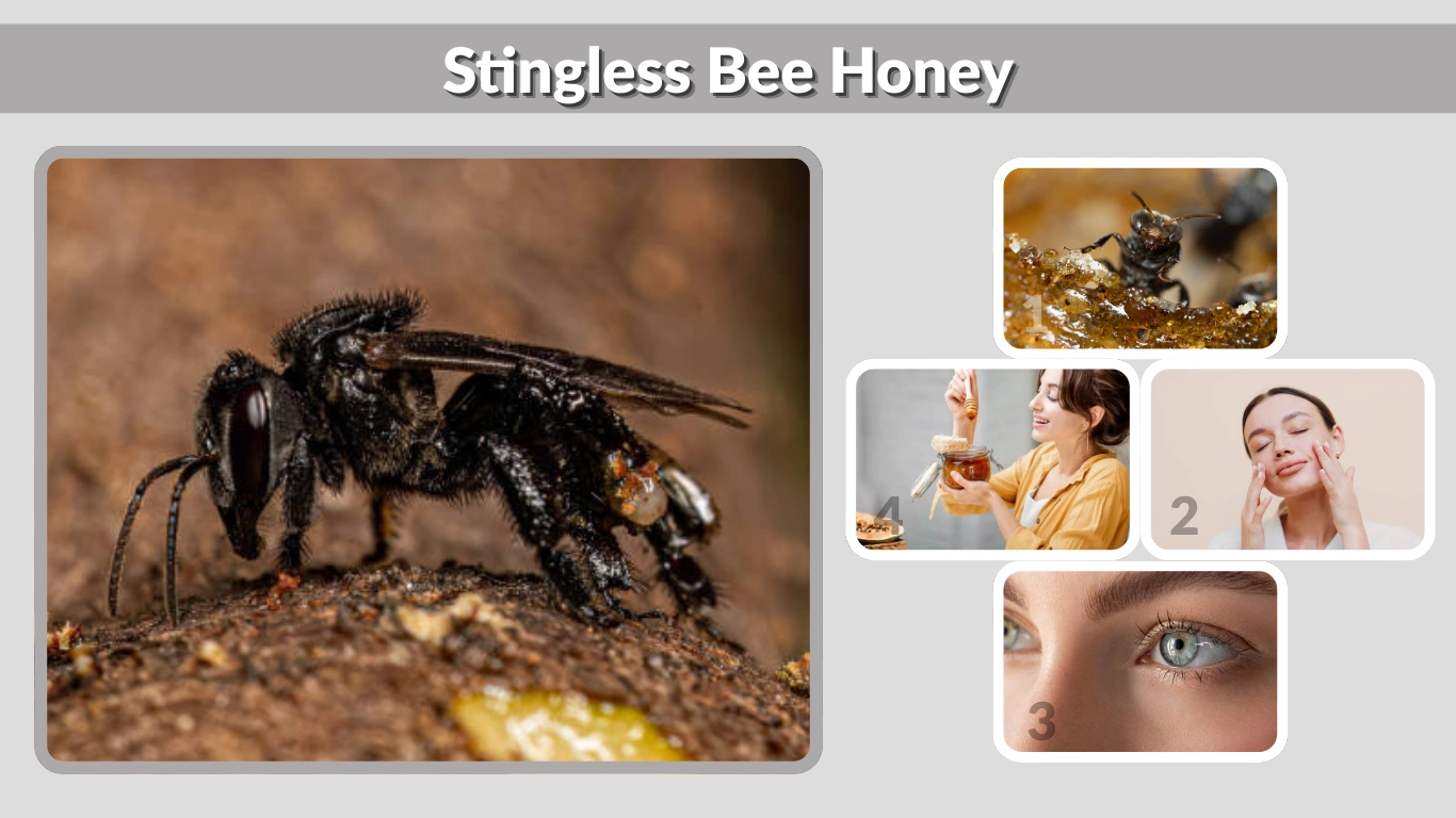 Stingless Bee Honey Benefits, Uses & Comparison Guide