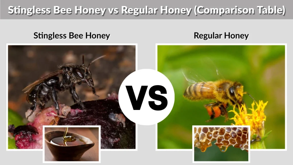 Stingless Bee Honey vs Regular Honey (Comparison Table)