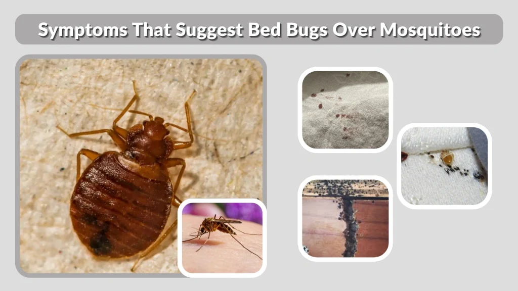 Symptoms That Suggest Bed Bugs Over Mosquitoes