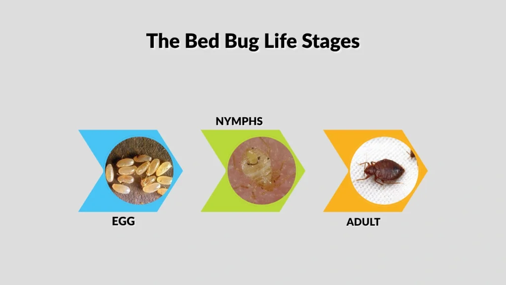 The Bed Bug Life Stages
