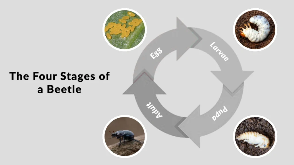 The Four Stages of a Beetle