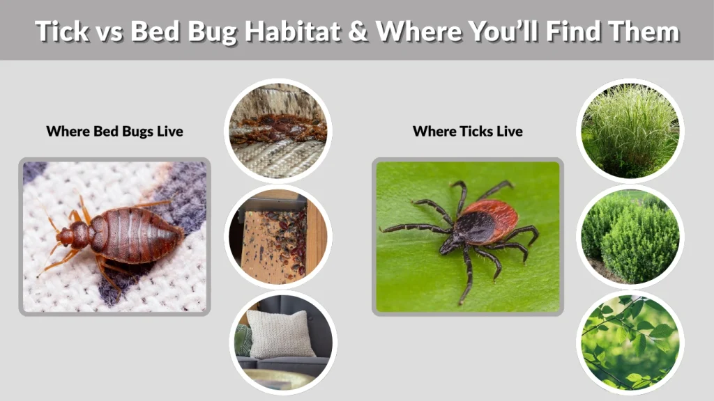 Tick vs Bed Bug Habitat & Where You’ll Find Them