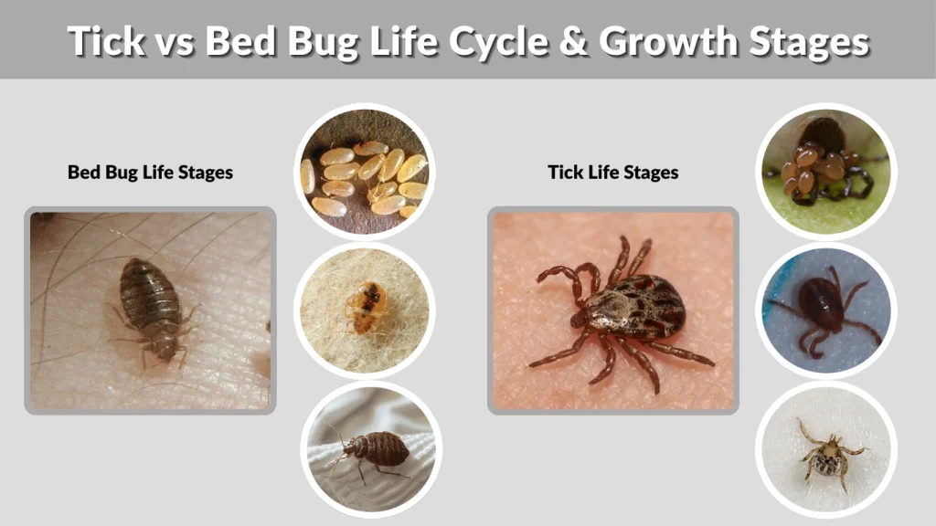 Tick vs Bed Bug Life Cycle & Growth Stages