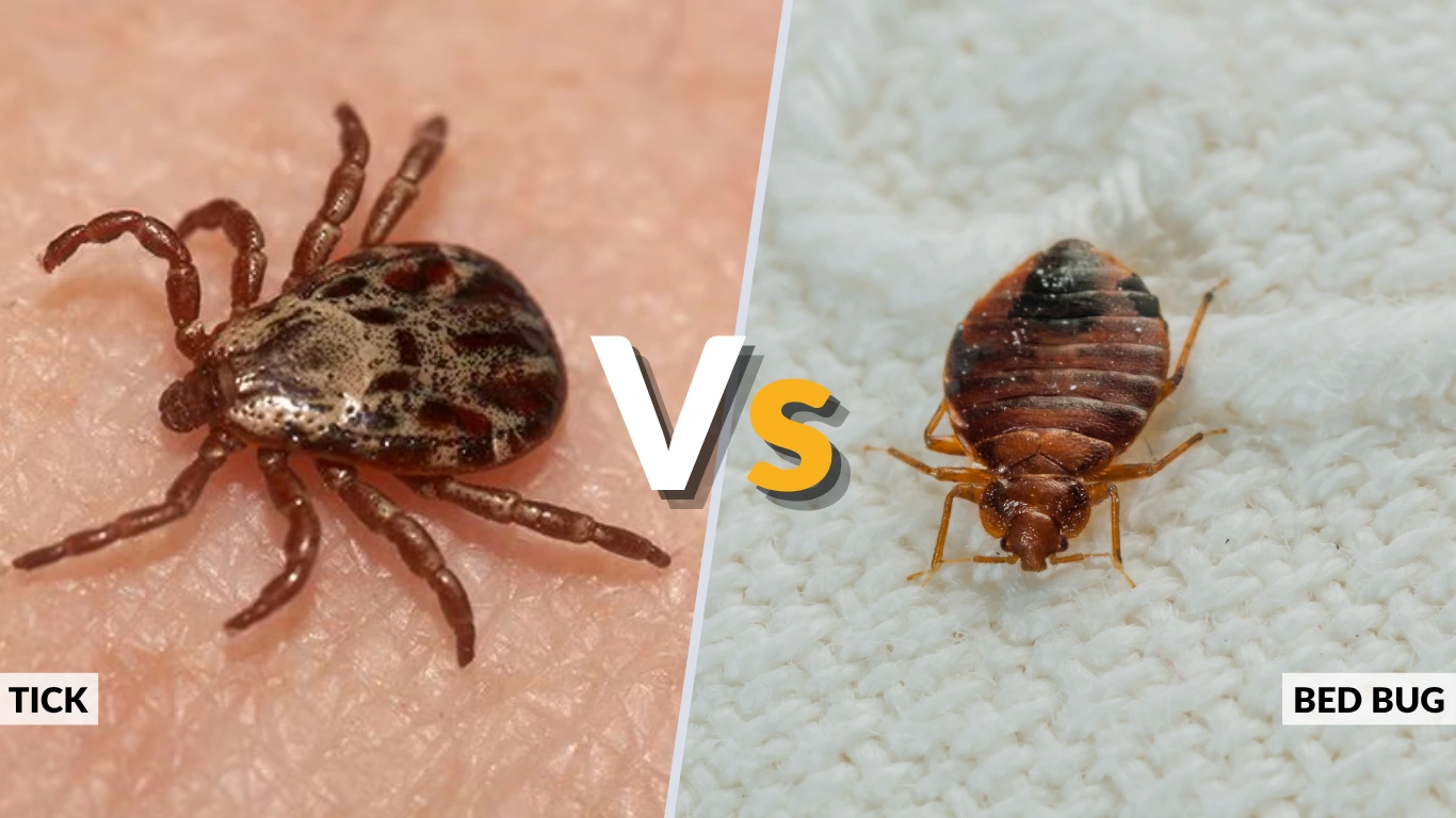 Tick vs Bed Bug – Identification, Bites & Key Differences