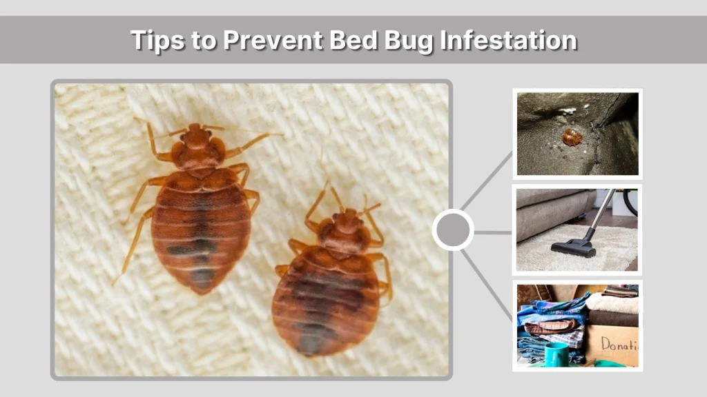 Tips to Prevent Bed Bug Infestation