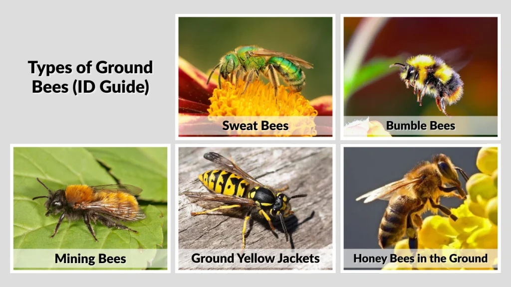Types of Ground Bees (ID Guide)