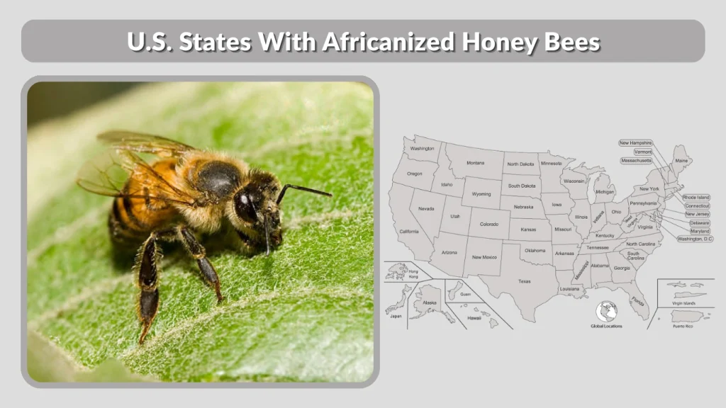 U.S. States With Africanized Honey Bees