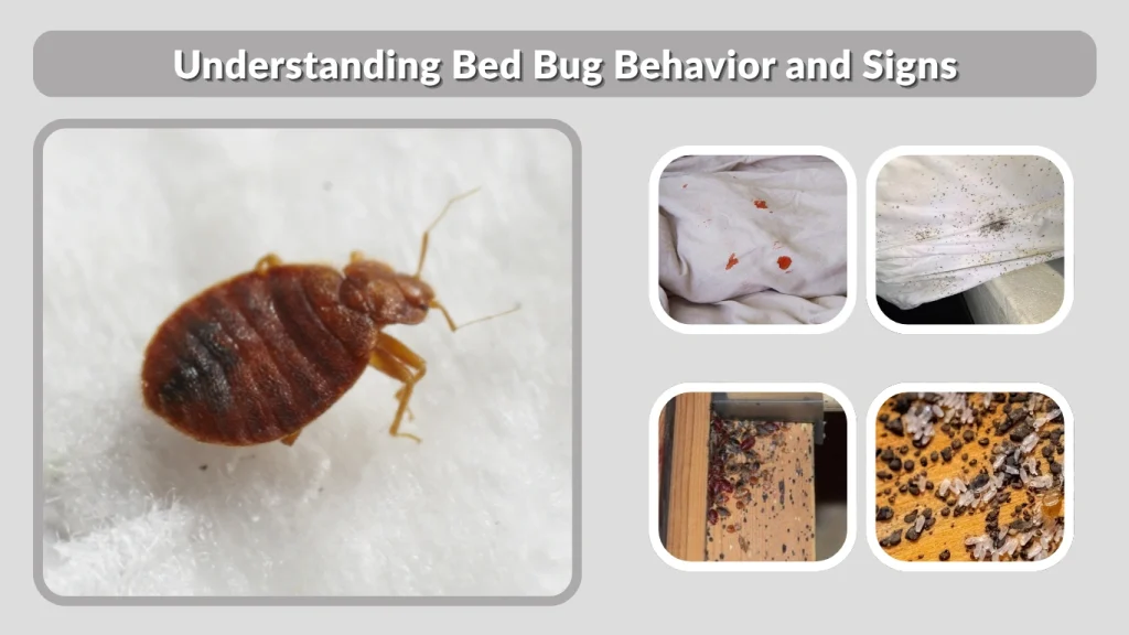 Understanding Bed Bug Behavior and Signs