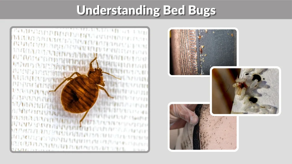 Understanding Bed Bugs