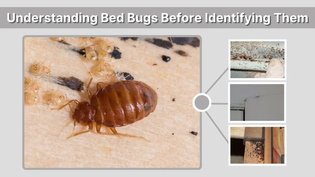 Understanding Bed Bugs Before Identifying Them