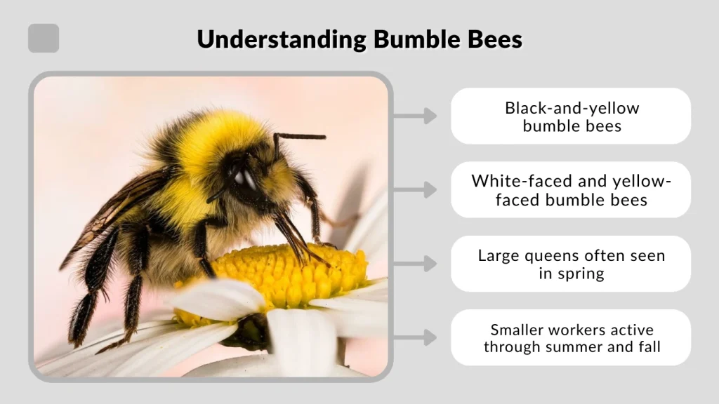 Understanding Bumble Bees