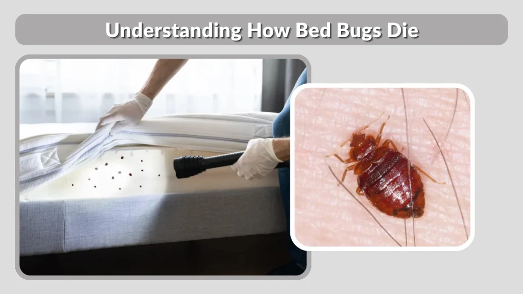Understanding How Bed Bugs Die
