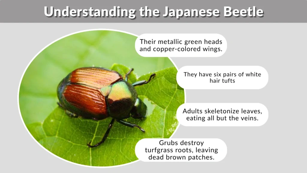 Understanding the Japanese Beetle