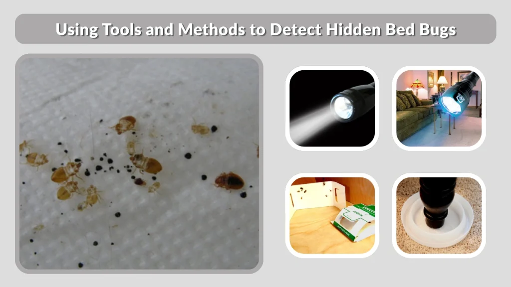 Using Tools and Methods to Detect Hidden Bed Bugs