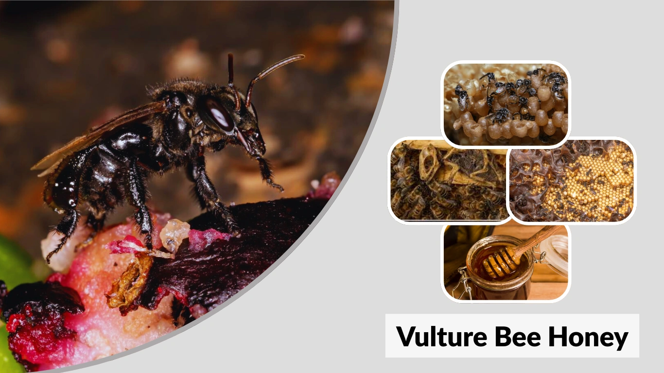 Vulture Bee Honey The Most Unusual Honey on Earth