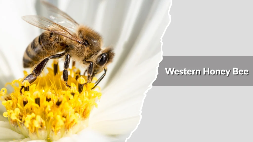 Western Honey Bee