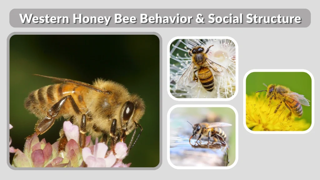 Western Honey Bee Behavior & Social Structure
