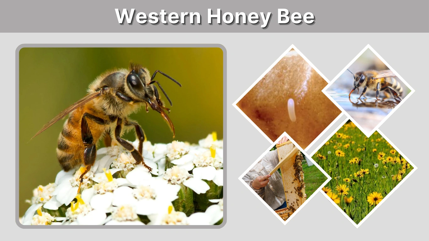 Western Honey Bee Facts, Life Cycle, Habitat & Behavior