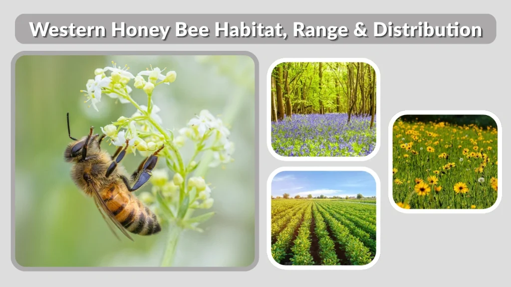 Western Honey Bee Habitat, Range & Distribution