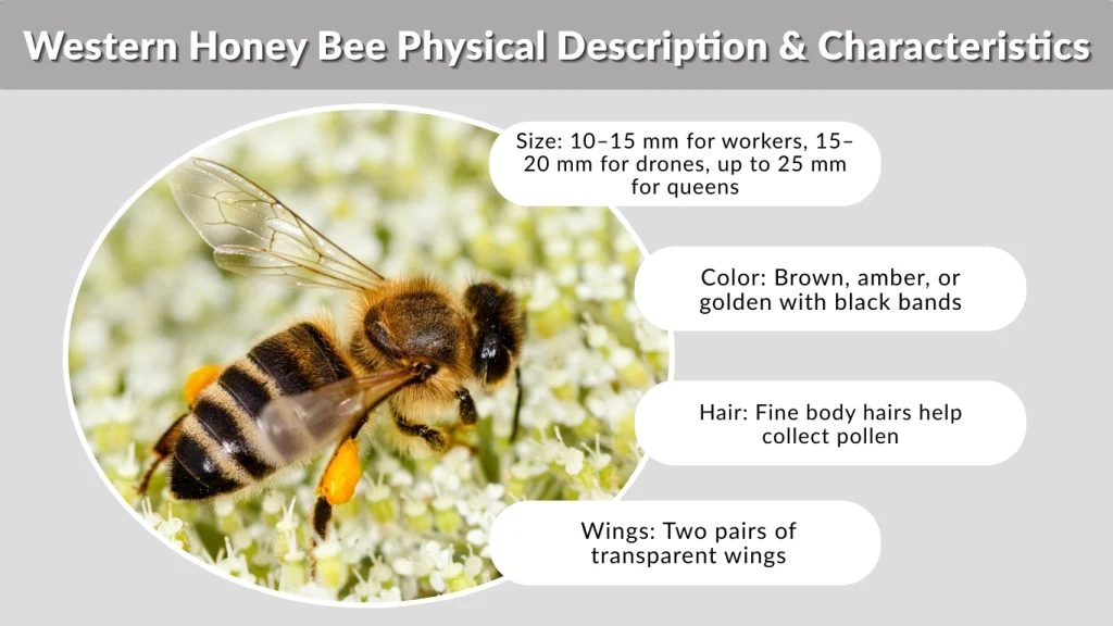 Western Honey Bee Physical Description & Characteristics