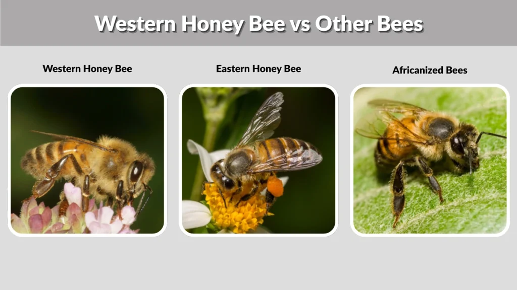 Western Honey Bee vs Other Bees