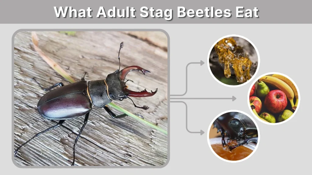 What Adult Stag Beetles Eat